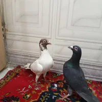 کفتر پرشی وجفتگاه