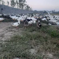 اوردک پرورشی .تعداد بالا فروشی|حیوانات مزرعه|تولم شهر, |دیوار