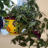 گلهای شاداب|گل و گیاه طبیعی|یاسوج, |دیوار