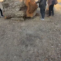 خرید چوب|خدمات باغبانی و درختکاری|مشهد, هفت تیر (آب و برق)|دیوار