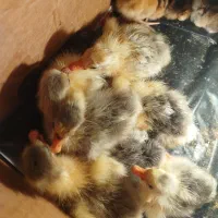 جوجه غاز محلی زیر مرغ دراومده