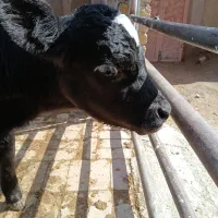 گوساله نر شیر خوار