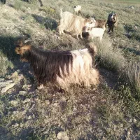 29بز29کره.جوان.یکدست