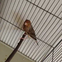 قناری نر سوپر سوخته