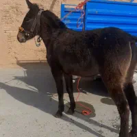 فروش قاطر درجه یک