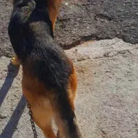 سگ ...|سگ|اسلام‌‌آباد غرب, |دیوار