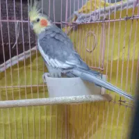 عروس هلندی|پرنده|یزد, |دیوار