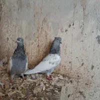 کبوتر سینه آبی|پرنده|رشت, بلوار گیلان|دیوار