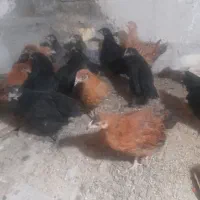 جوجه مرغ محلی