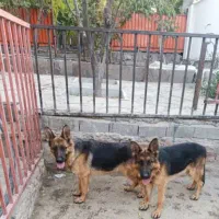 دوقلاده ژرمن شناسنامه دار