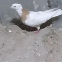 ماده طوق زرد