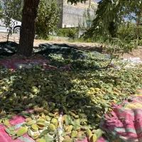 زمین کشاورزی باساختمان بزرگ درختان مثمر