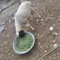 دو عدد بز کهره دار و بره نر