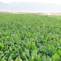 چغندر.فروشنقدیفقط