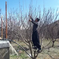 خدمات کشاورزی وباغبانی هرس چالکود شمپاشی تیلر|خدمات باغبانی و درختکاری|سنندج, |دیوار