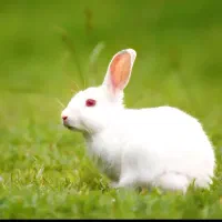 خرگوش دستی و تربیت شده