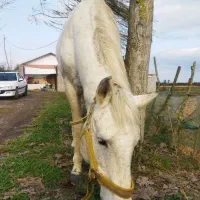 اسب کرد 10ساله