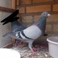 کبوتر پلاکی