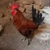 فروش خروس محلی