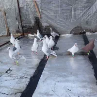 کبوتر پرشی|پرنده|محمدیه-قزوین, |دیوار