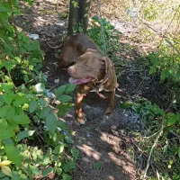 پیتبول بولی ماده ۲ساله توله دهی خوب سگ بینظیر|سگ|املش, |دیوار