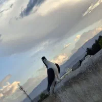 کبوتر خوشرنگ سیاه قزوینی مچ پر