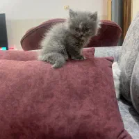 بچه گربه واگذاری