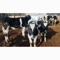 سلام.فروش گوساله نر