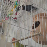 انواع پرندگان ولوازم پرنده وقفس دستباف|پرنده|ملایر, |دیوار