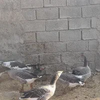 غاز|حیوانات مزرعه|شیراز, ظفرآباد|دیوار