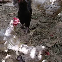 مرغ و خروس محلی|حیوانات مزرعه|هشتگرد, قاسم آباد بزرگ|دیوار