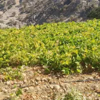 فروش لوبیا چیتی|خوردنی و آشامیدنی|سپیدار, |دیوار