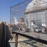 کبوترتهرونی،دمگیر|پرنده|اصفهان, ارزنان|دیوار
