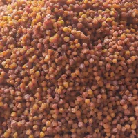 تخمه آفتابگردان و انواع آلو