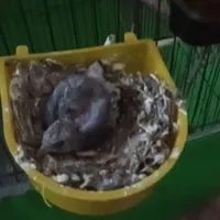 جوجه سهره نر رام دون خور