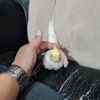 ۲تا عروس هلندی ۲ماه ونیم و ۱عروس هلندی ۴ماهه|پرنده|رباطکریم, رباطکریم|دیوار