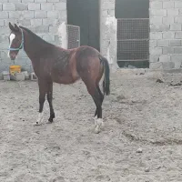 کره نریان ترکمن 10 ماهه فروشی