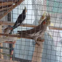 جفت عروس هلندی با جوجه و قفس و لوازم