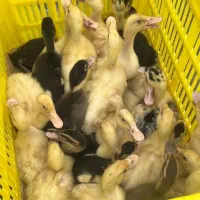 جومه غاز و جوجه اردک یکروزه