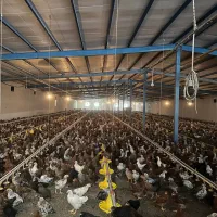 مرغ محلی  خروس محلی