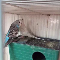 باسلام فروش یامعاوضه جفت مرغ عشق باجفت فنچ مولد