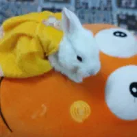 بچه خرگوش  اندازه نصف کف دست|موش و خرگوش|قم, باجک سه|دیوار