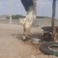 نری بختیاری|حیوانات مزرعه|بافت, |دیوار