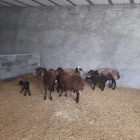 چهار‌شیشک‌بره‌داره‌‌‌قیمت‌دونی‌۲۸۵۰۰