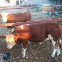 سوئیسی شاروله سیمینتال و