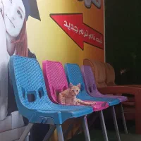 منشی کانون زبان