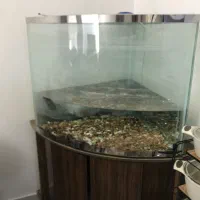 اکواریوم مثلث شیشه خم