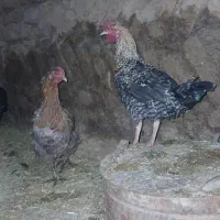 مرغ و خروس گلین