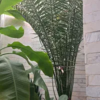 گل طبیعی دوتا درخت موز فاندانوس ونخل