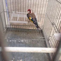 سهره گل قفل  وچهار گل کرباتی